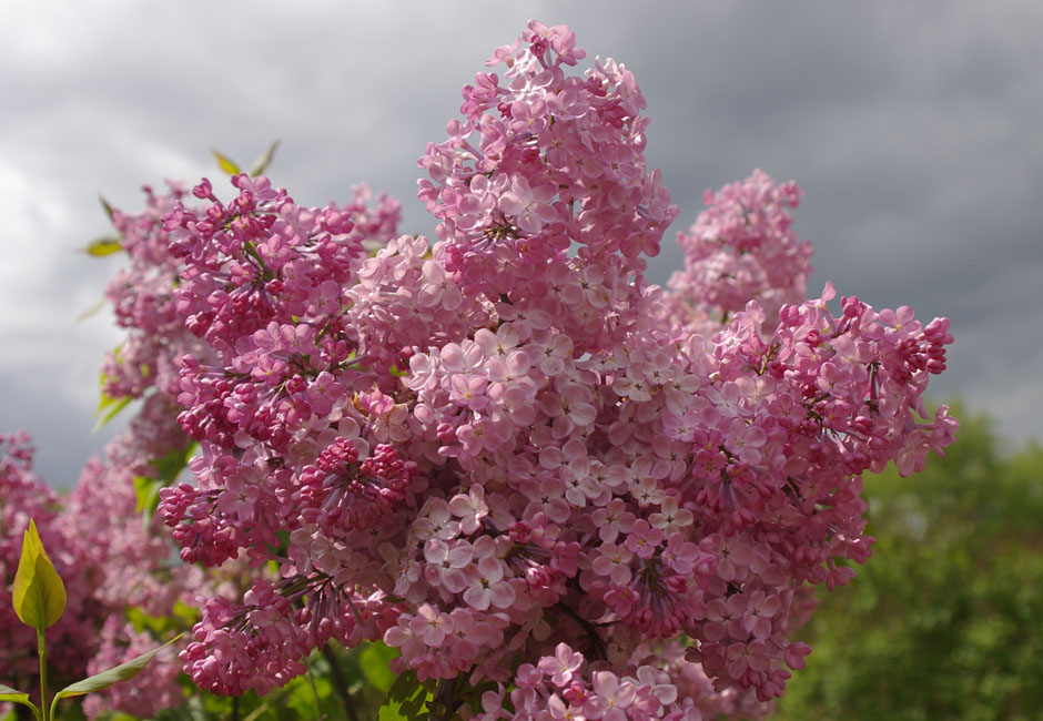 Syringa x hyacinthiflora "Maiden`s Blush"